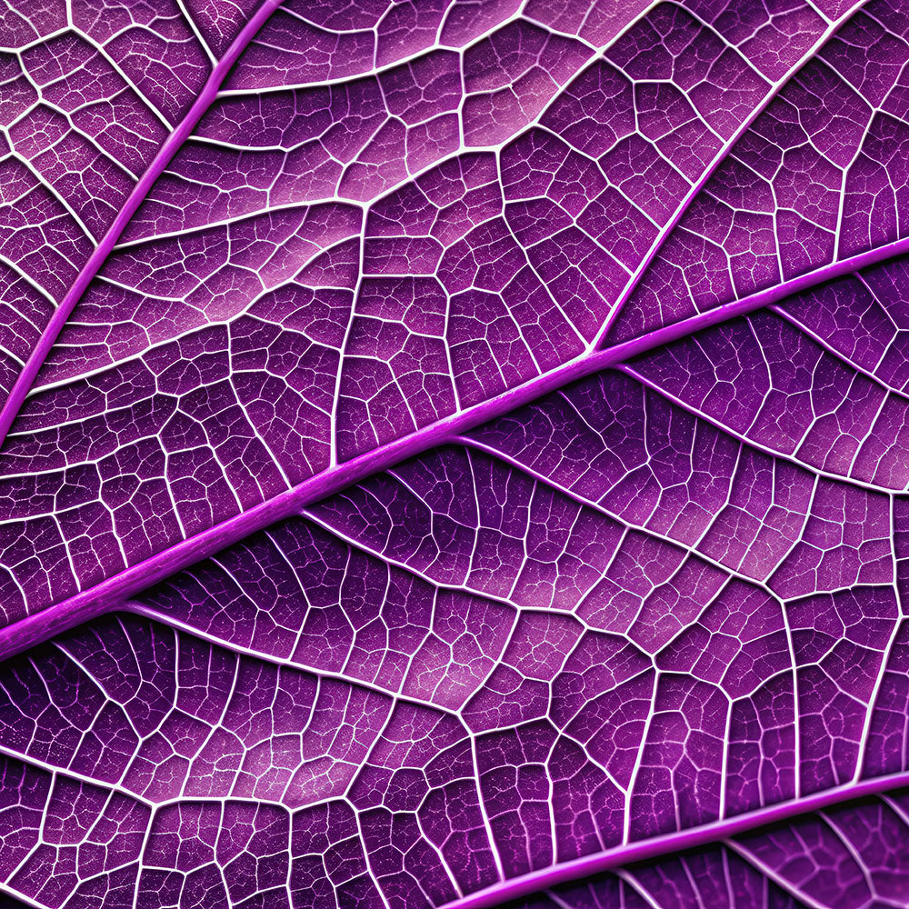 Nahaufnahme eines leuchtend violetten Blattes mit detaillierten Adernmustern, wobei die Adern ein komplexes, netzartiges Netzwerk über die gesamte Oberfläche bilden, das durch verschiedene Violetttöne hervorgehoben wird.